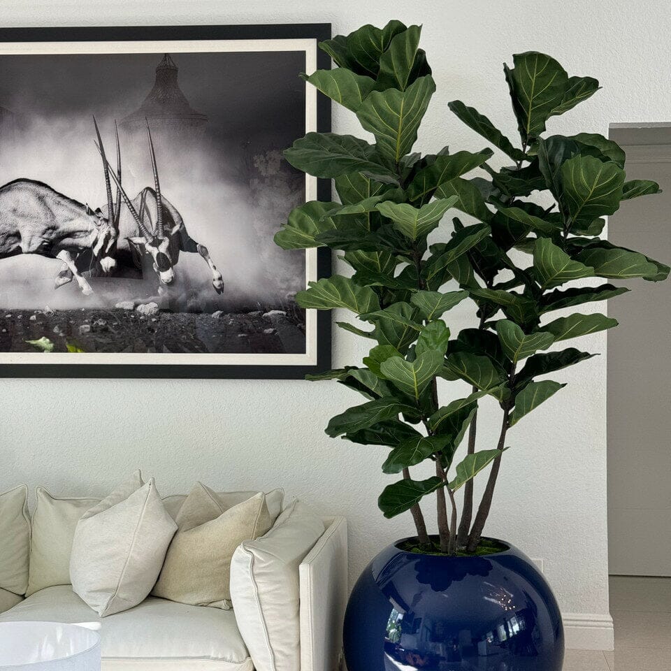 Blue Globe Planter with Fiddle Leaf Fig
