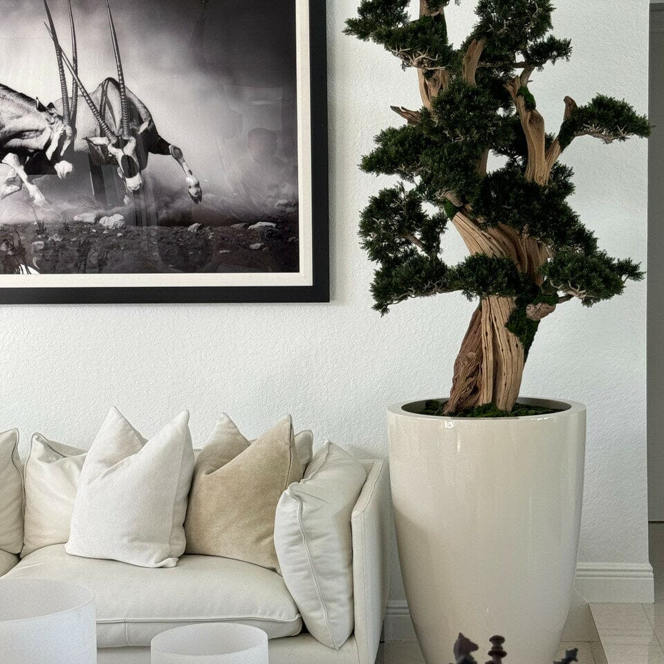 Large Bonsai in Brannan Pot