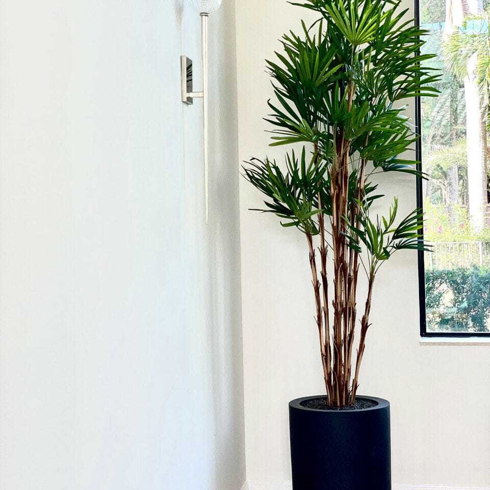 Palm tree in XL black pot
