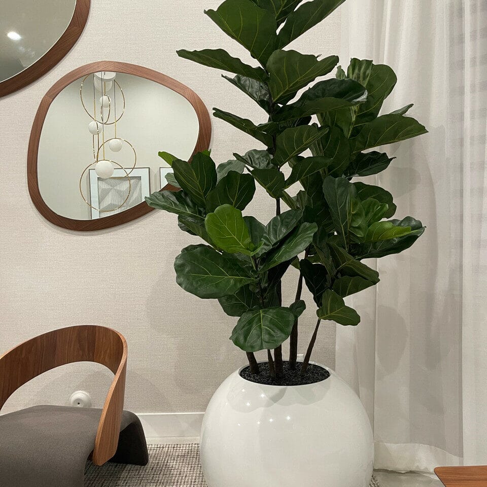 White Globe Vase with Fiddle Leaf Fig – 180 cm