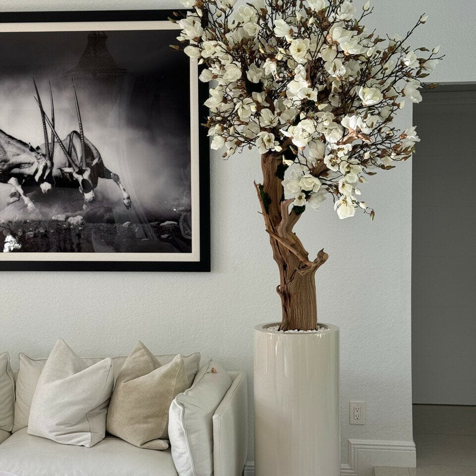White Magnolia Tree in Shiny St. Tropez Beige Pot