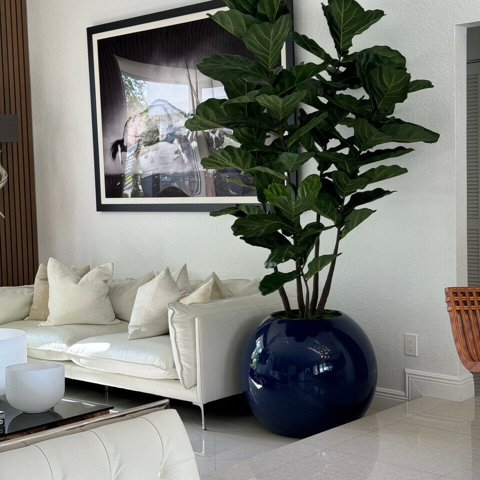 30" Blue Globe Planter with Fiddle Leaf Fig