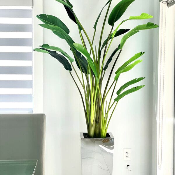 Bird of Paradise Plant (2.1 m) in Stainless Steel Cube Vase – Size M