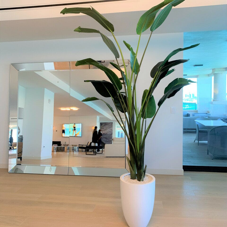 Bird of Paradise Plant (2.7 m) with Ben Planter in Glossy White