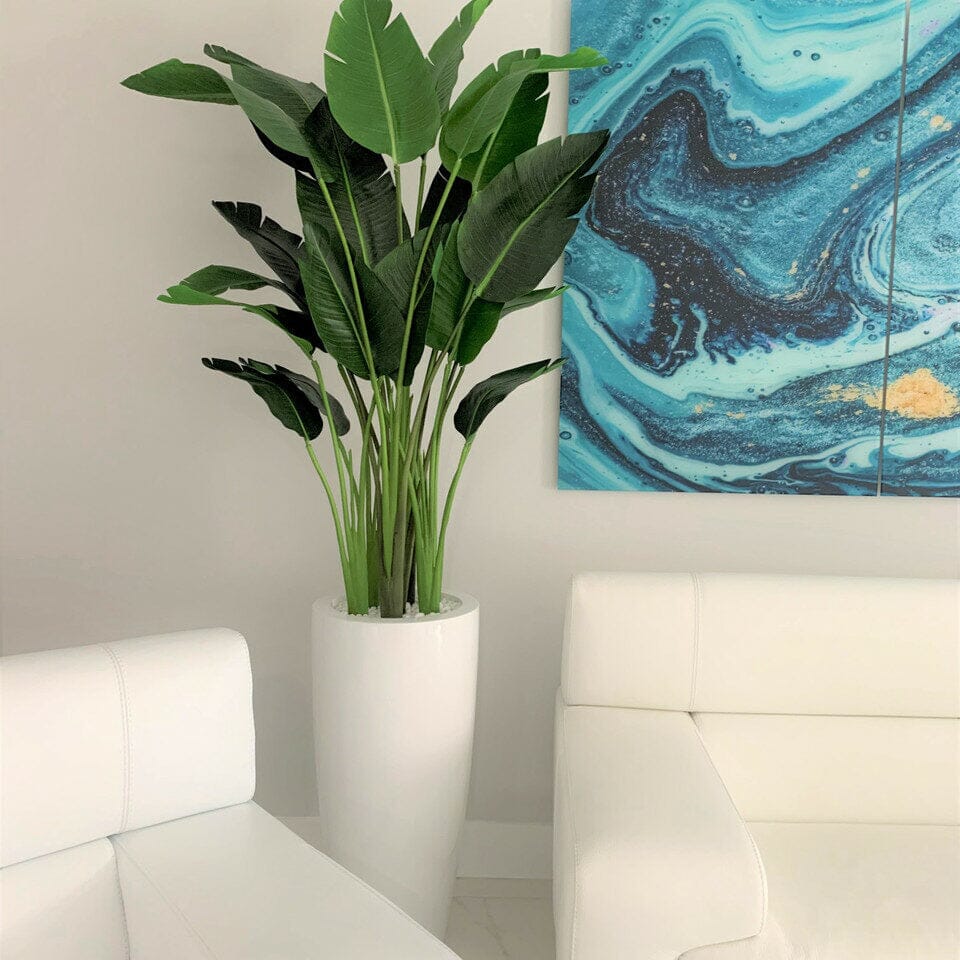 Bird of Paradise Plant 7 Feet with Dax Pot L