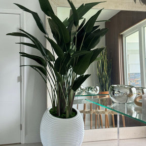 Bird of Paradise Plant in White Spiral Vase