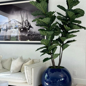 Blue Globe Planter with Fiddle Leaf Fig