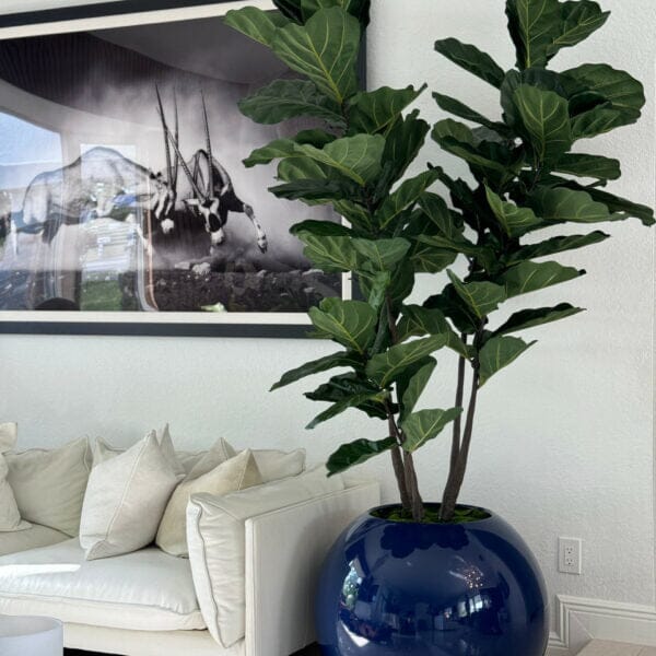 Blue Globe Planter with Fiddle Leaf Fig