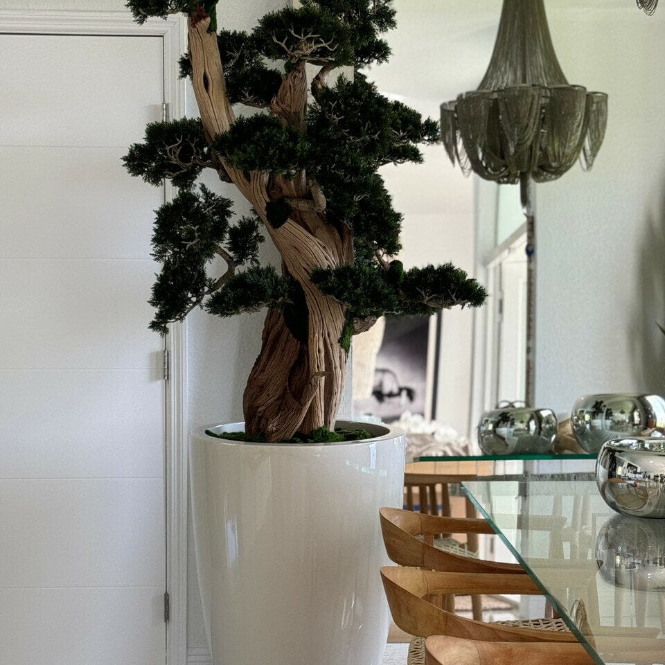 Large Bonsai in Brannan Pot