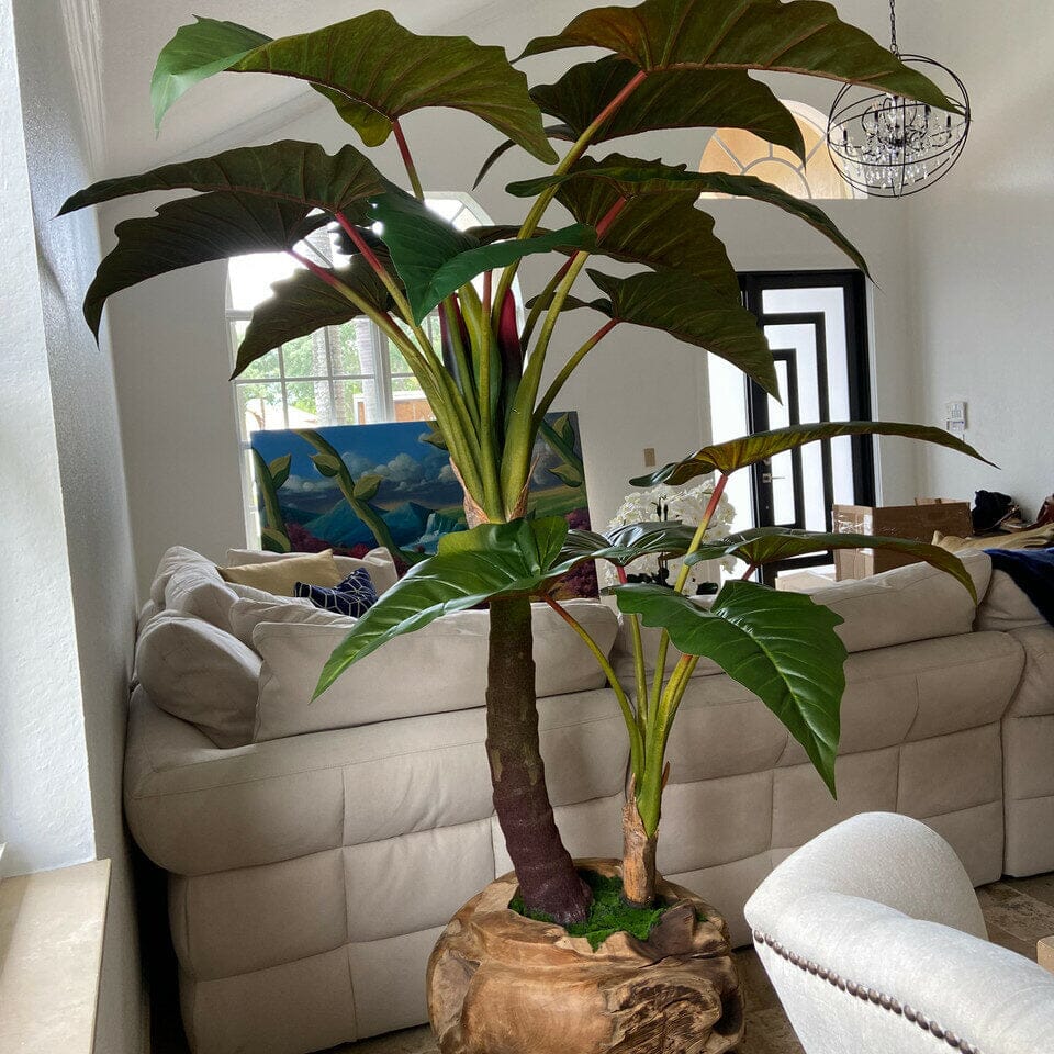 Large Teak Wood Bowl with Alocasia Plant
