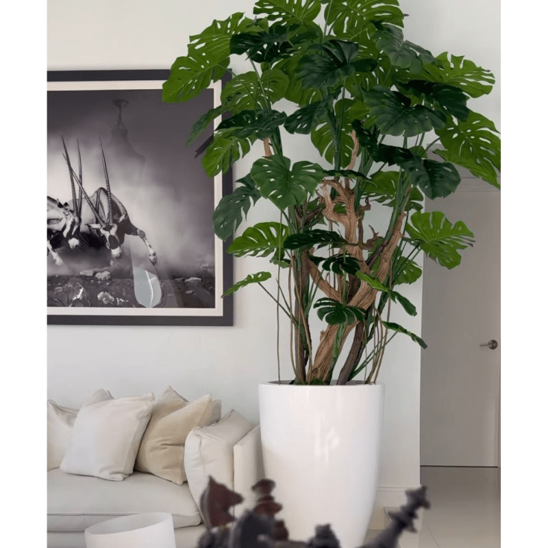 Monstera Plant in High-Gloss White Pot