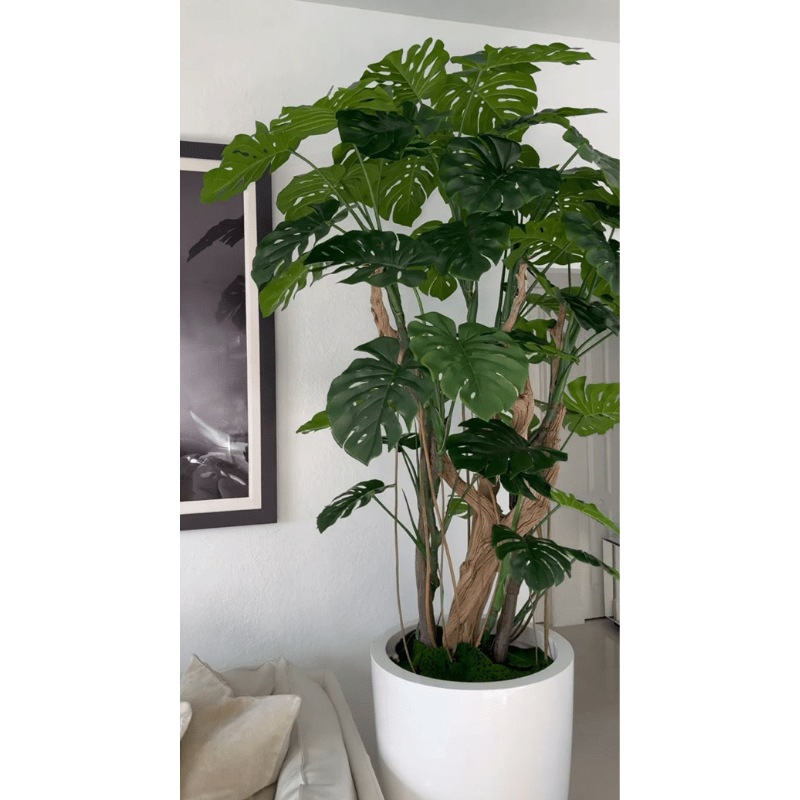 Monstera plant in shiny white pot