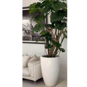 Monstera plant in shiny white pot