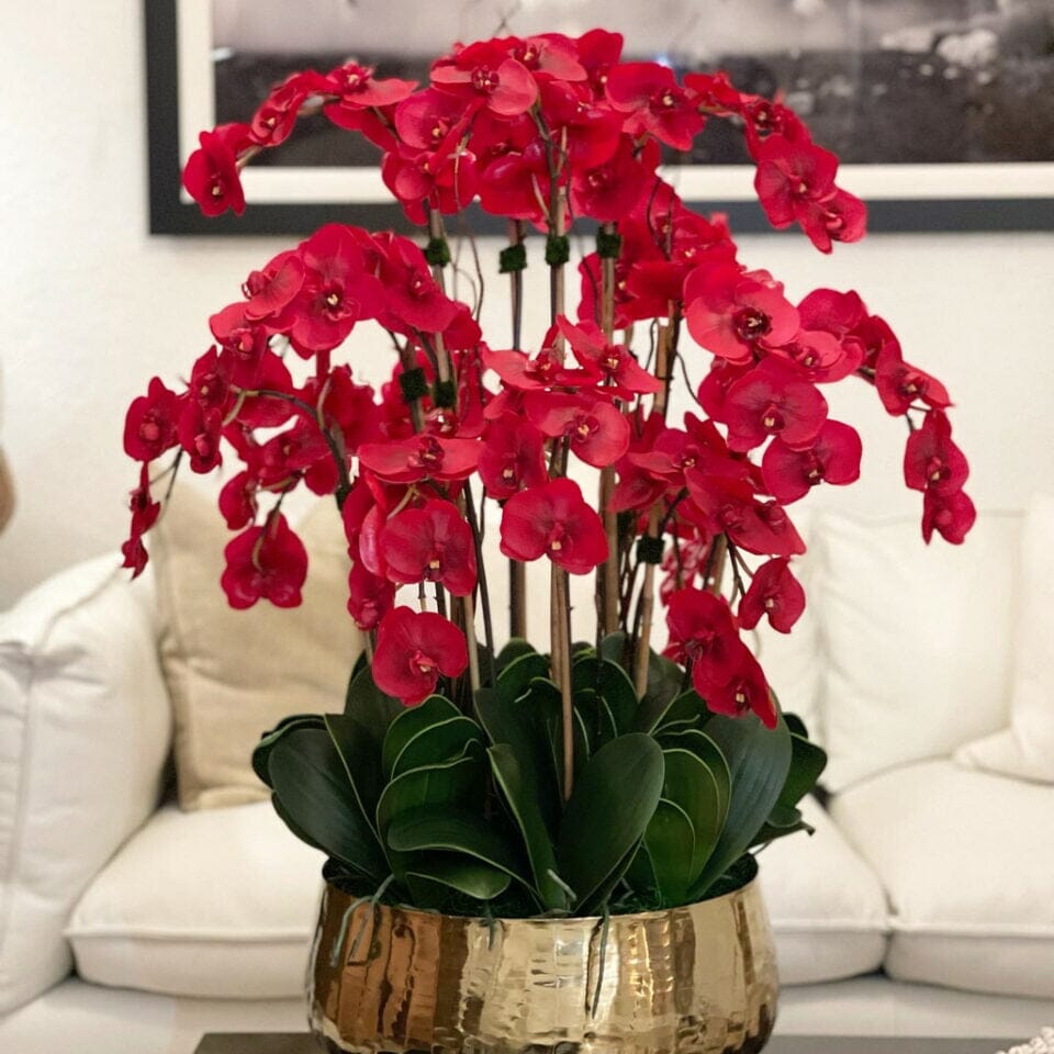 Red Phalaenopsis Orchids in a Medium Gold Pot