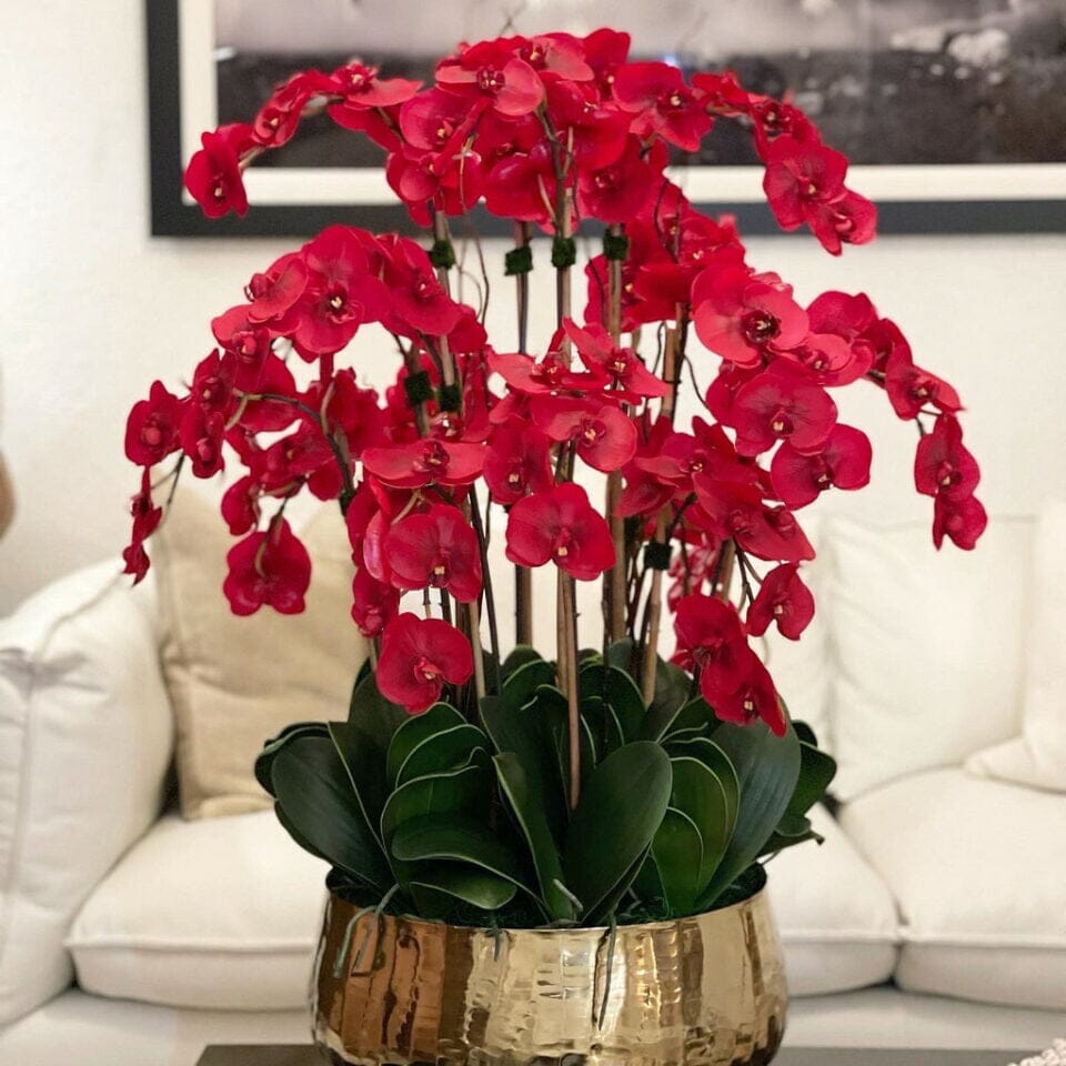 Red Phalaenopsis Orchids in Medium Gold Pot