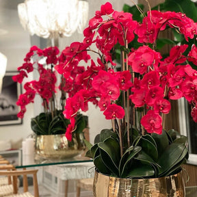 Red Phalaenopsis Orchids in Medium Gold Pot