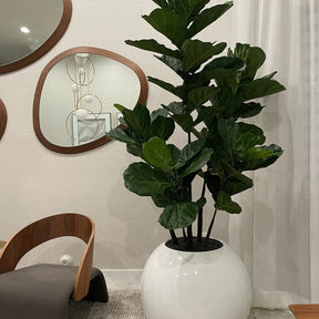 White Globe Vase with Fiddle Leaf Fig – 180 cm