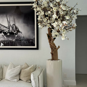 White Magnolia Tree in Shiny St. Tropez Beige Pot