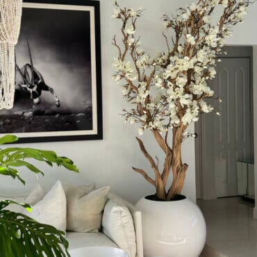 White magnolia tree in shiny white globe pot 30″