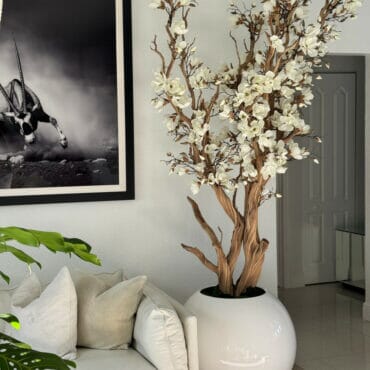 White magnolia tree in shiny white globe pot 30″